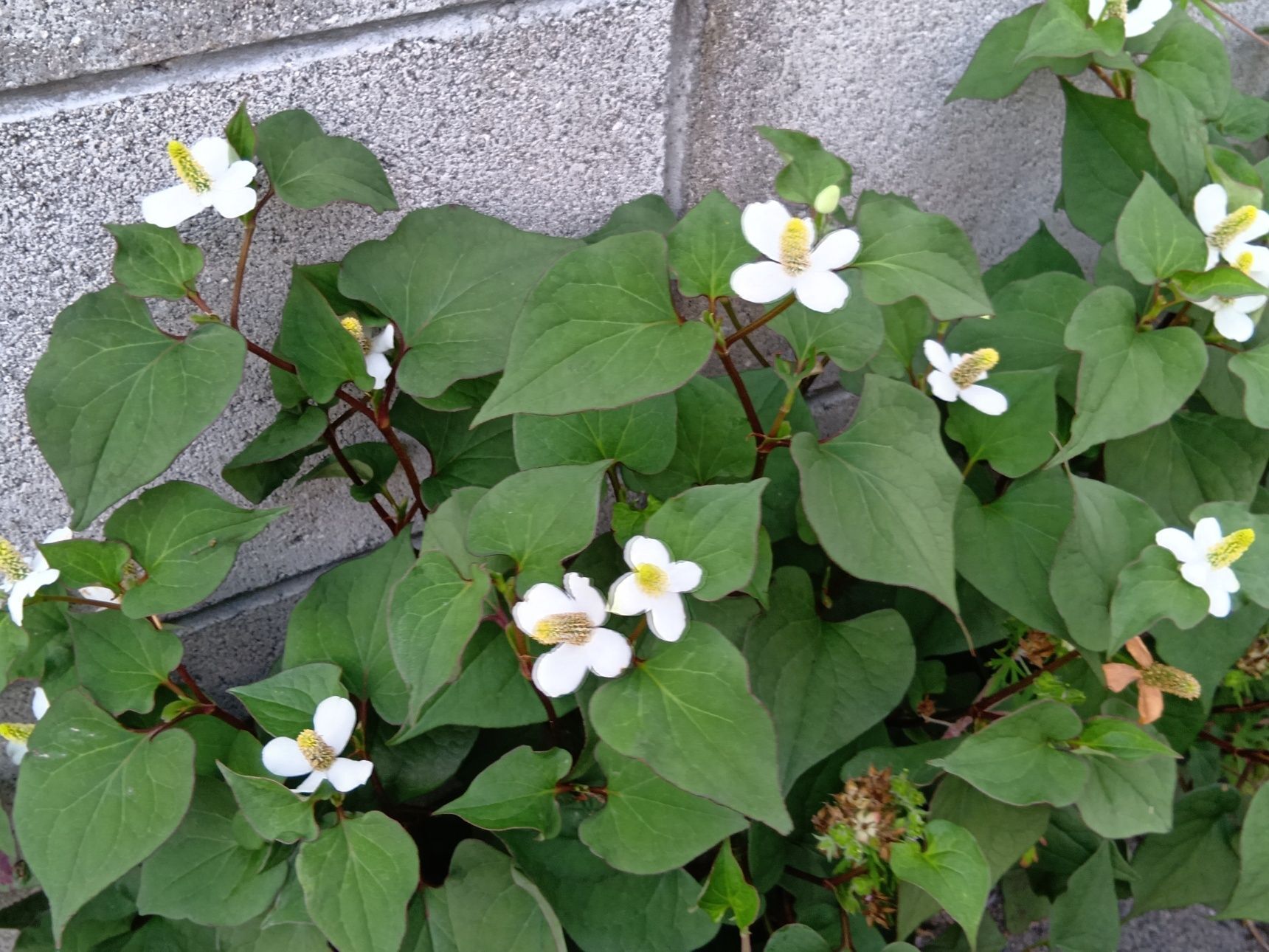 この植物は「ドクダミ」、昔から薬草として利用され、『十薬（じゅうやく）』という別名も持っています。
