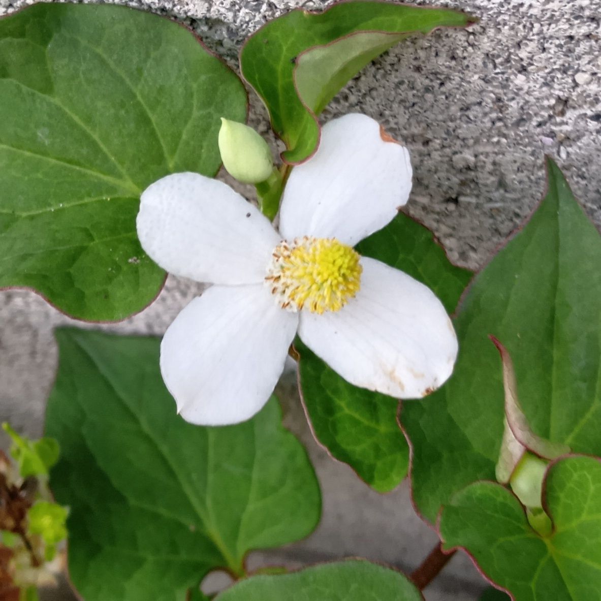 ドクダミの花言葉は「野生」「自己犠牲」「白い追憶」。力強く育つ姿を見ると、「野生」という花言葉がぴったりですね。