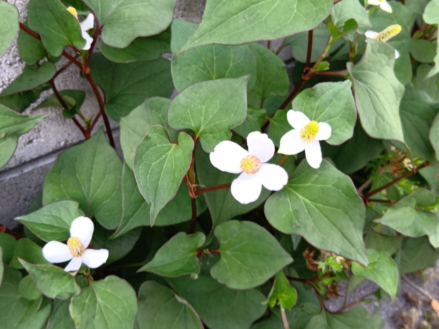 【5月末の雑草観察】私も騙されていた!?ドクダミの白い花びら、実は花ではありませんでした