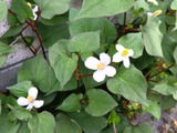 【5月末の雑草観察】私も騙されていた!?ドクダミの白い花びら、実は花ではありませんでした