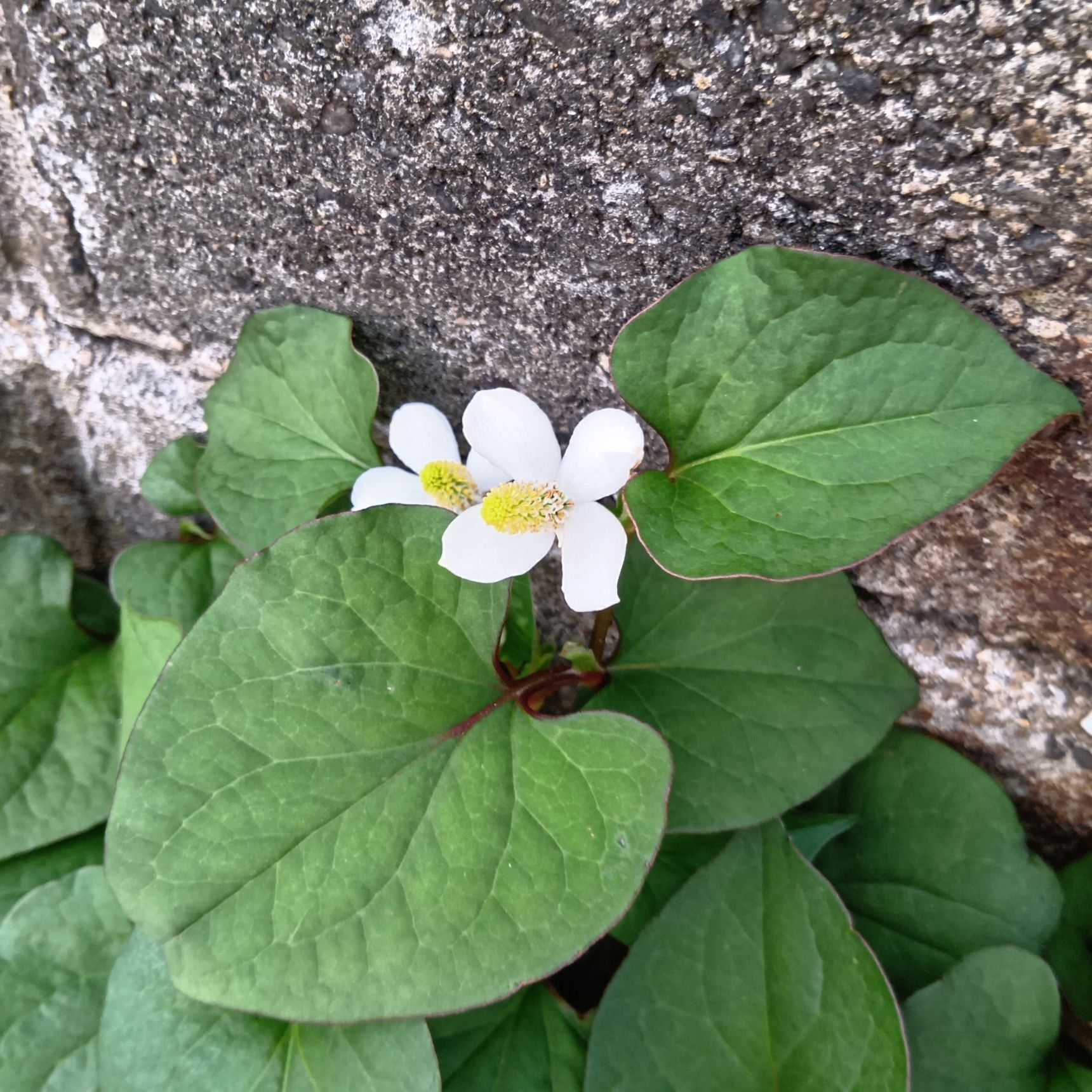 ドクダミ（蕺草）の別名　1つ目は「十薬（じゅうやく）」！
