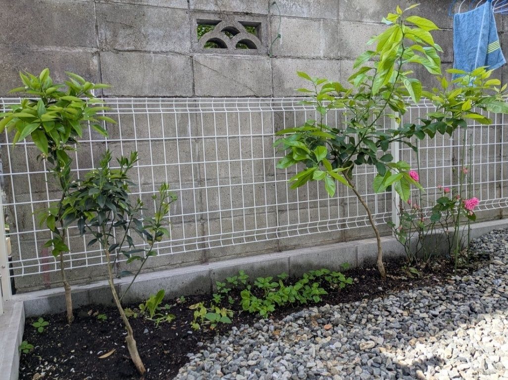 左右にある木々は…