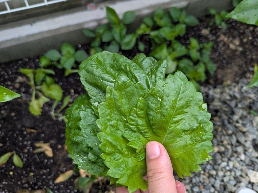 毎日収穫して大葉を食べています。