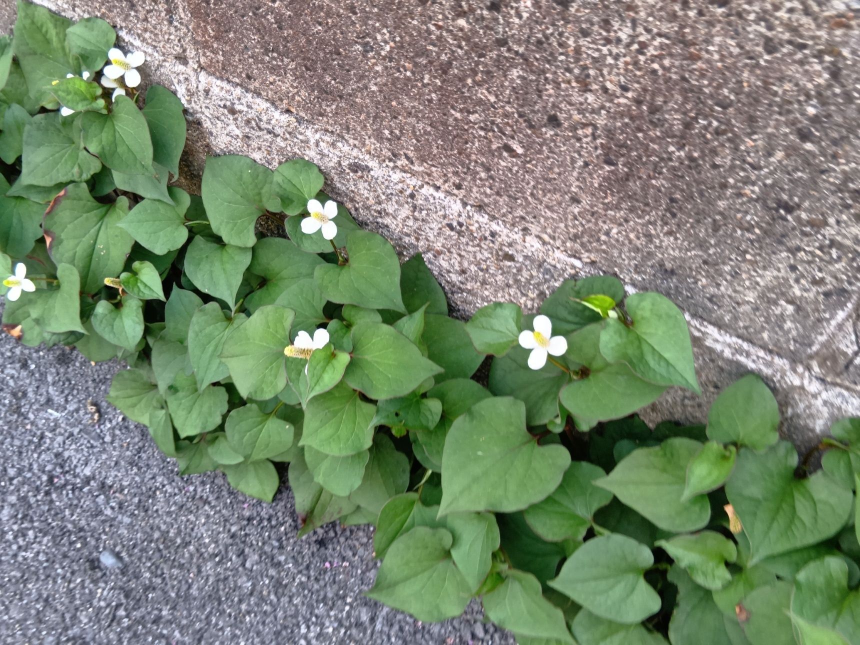 3つ目の別名は「魚腥草（ぎょせいそう）」！