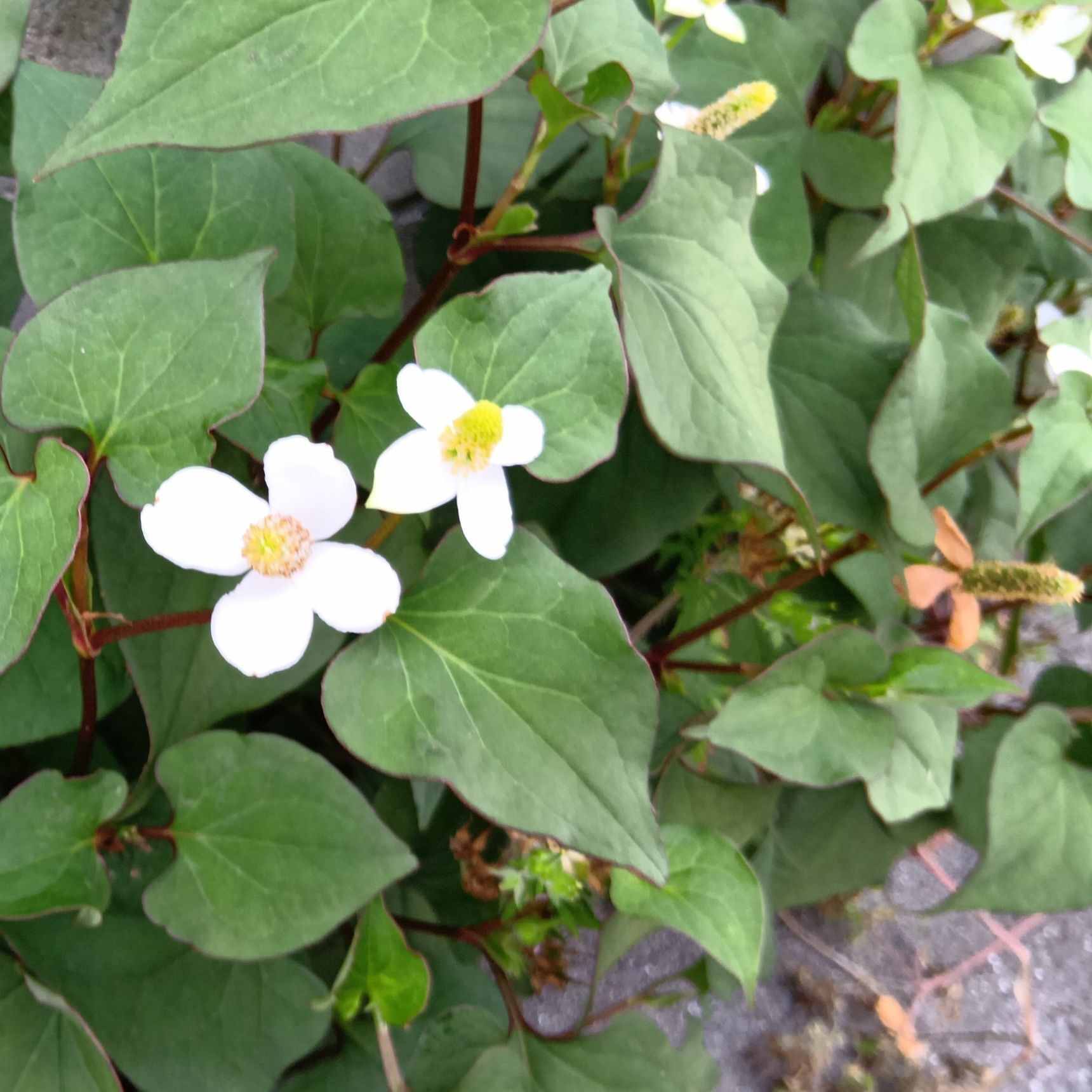 でもね、日向で少しだけ開花したものを撮影していても、変な匂いを感じたことがないよ。