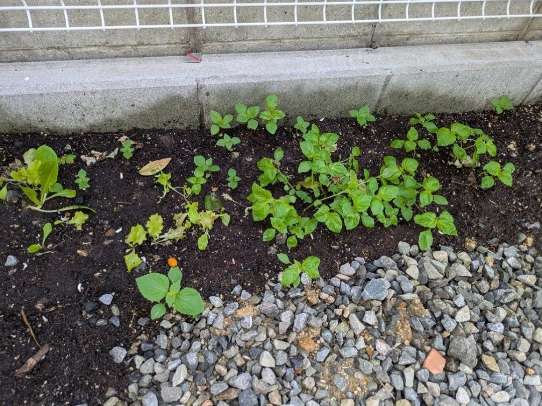 芽が出てきました。