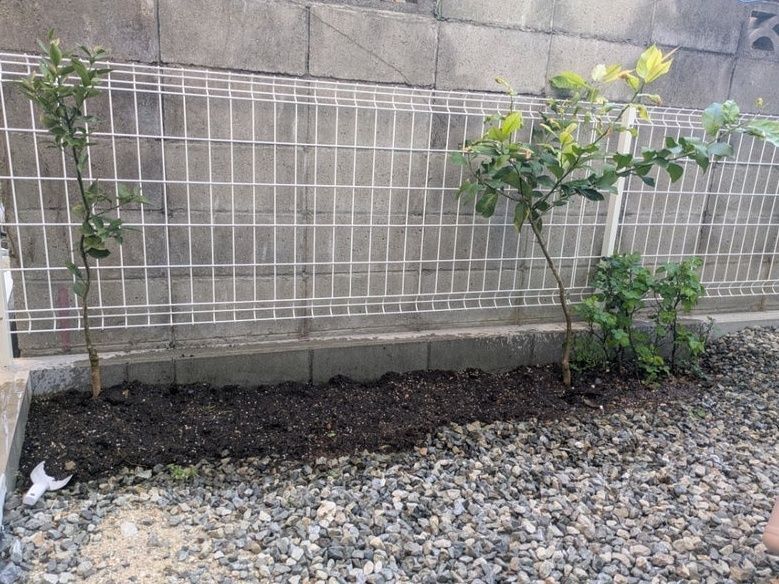 我が家の家庭菜園！
