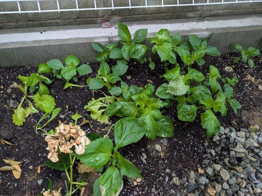 今こんな感じです。
