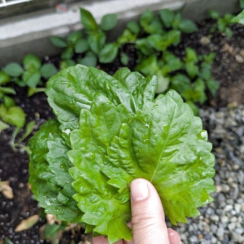 【100均グッズ】ズボラ主婦でも毎日大葉食べ放題！