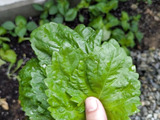 【100均グッズ】ズボラ主婦でも毎日大葉食べ放題！