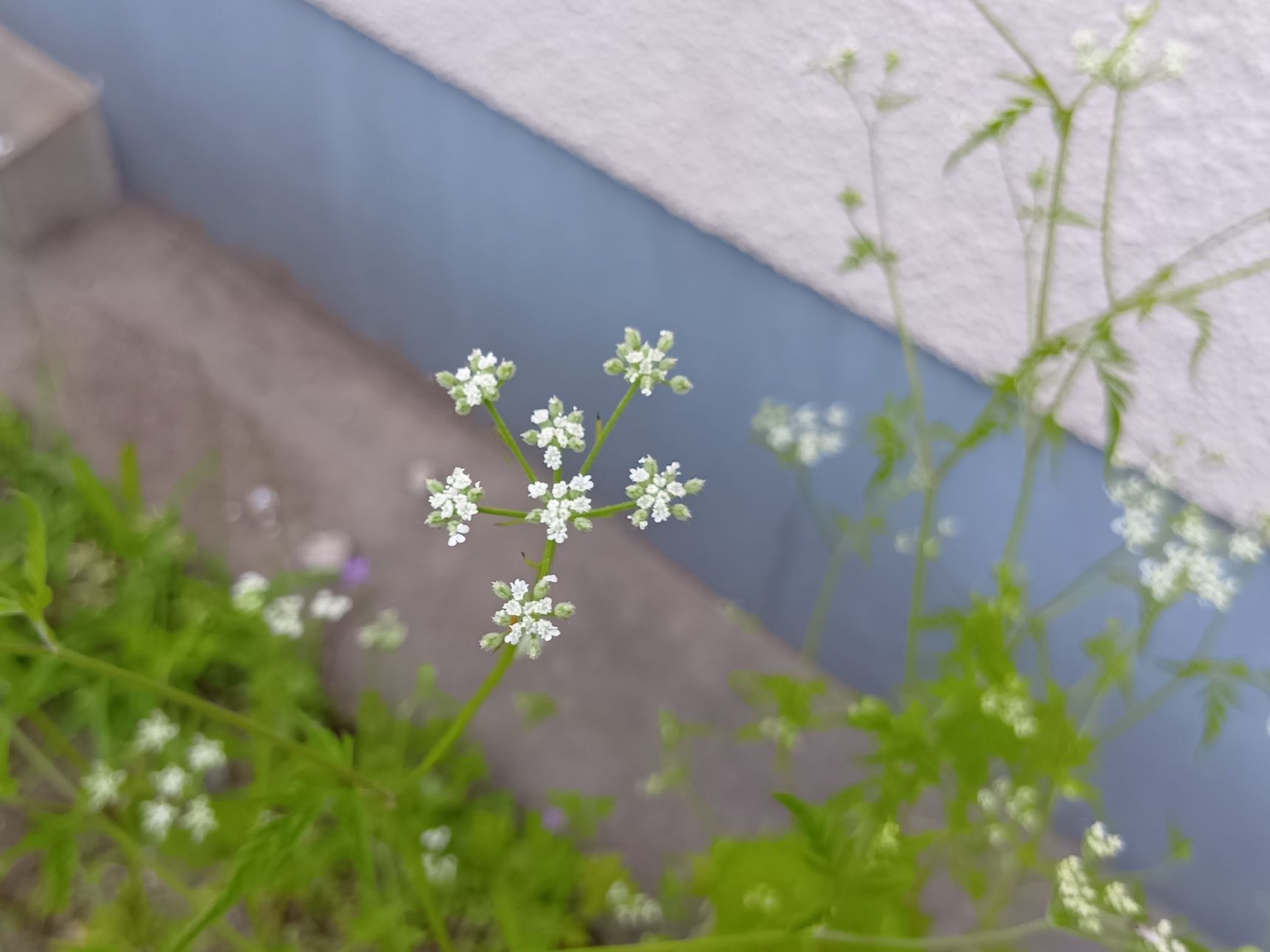 この植物は「ヤブジラミ（藪虱）」