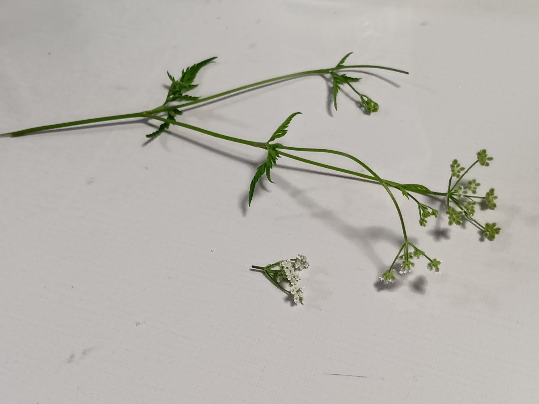 なよなよした繊細さのある植物です