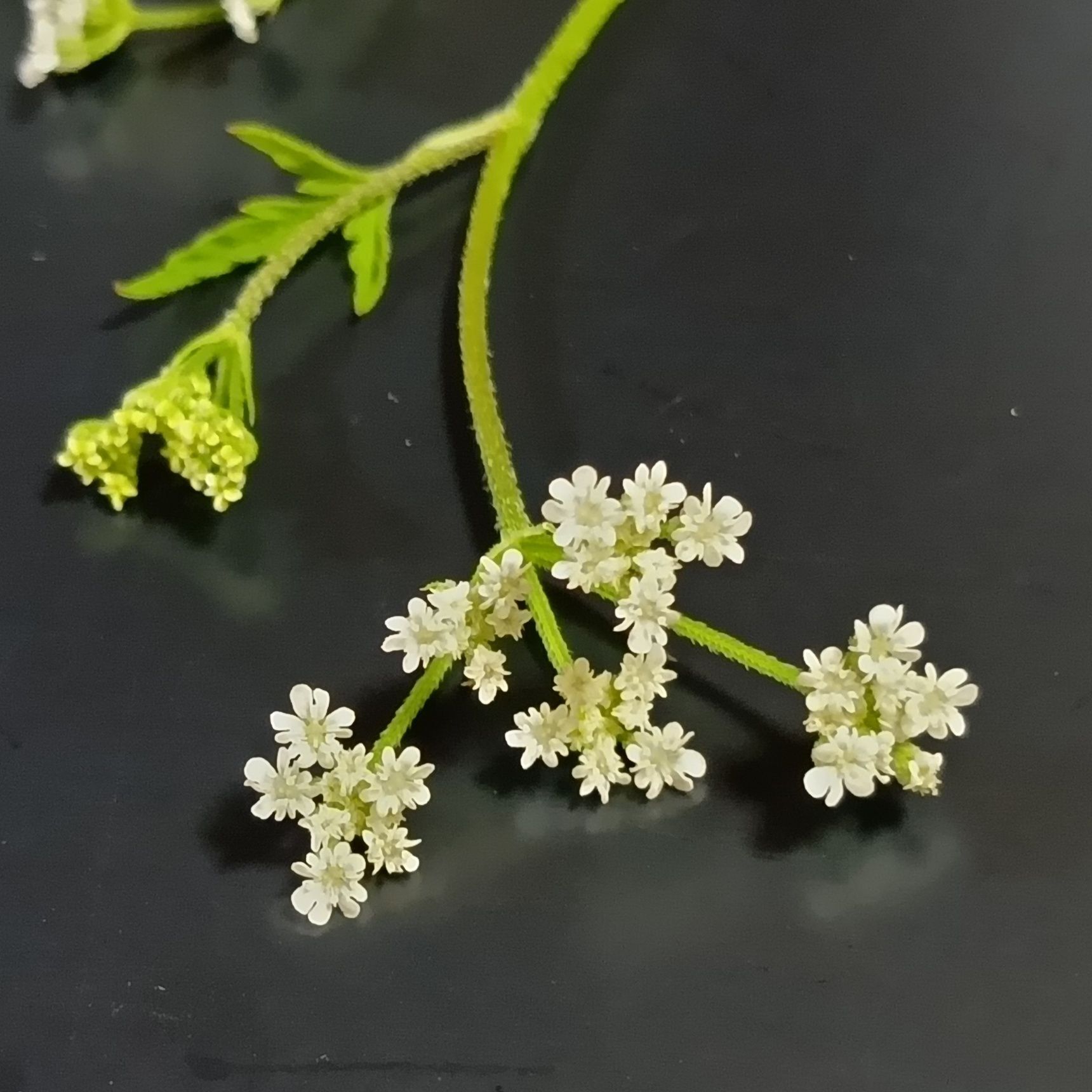 花は、肉眼では見づらいくらい、とても小さいよ！