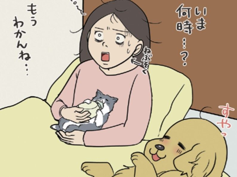 我が家に仔猫がやってきた！私に託された小さな命…愛犬とともに子育てに奮闘！【おさんぽですし！#19】