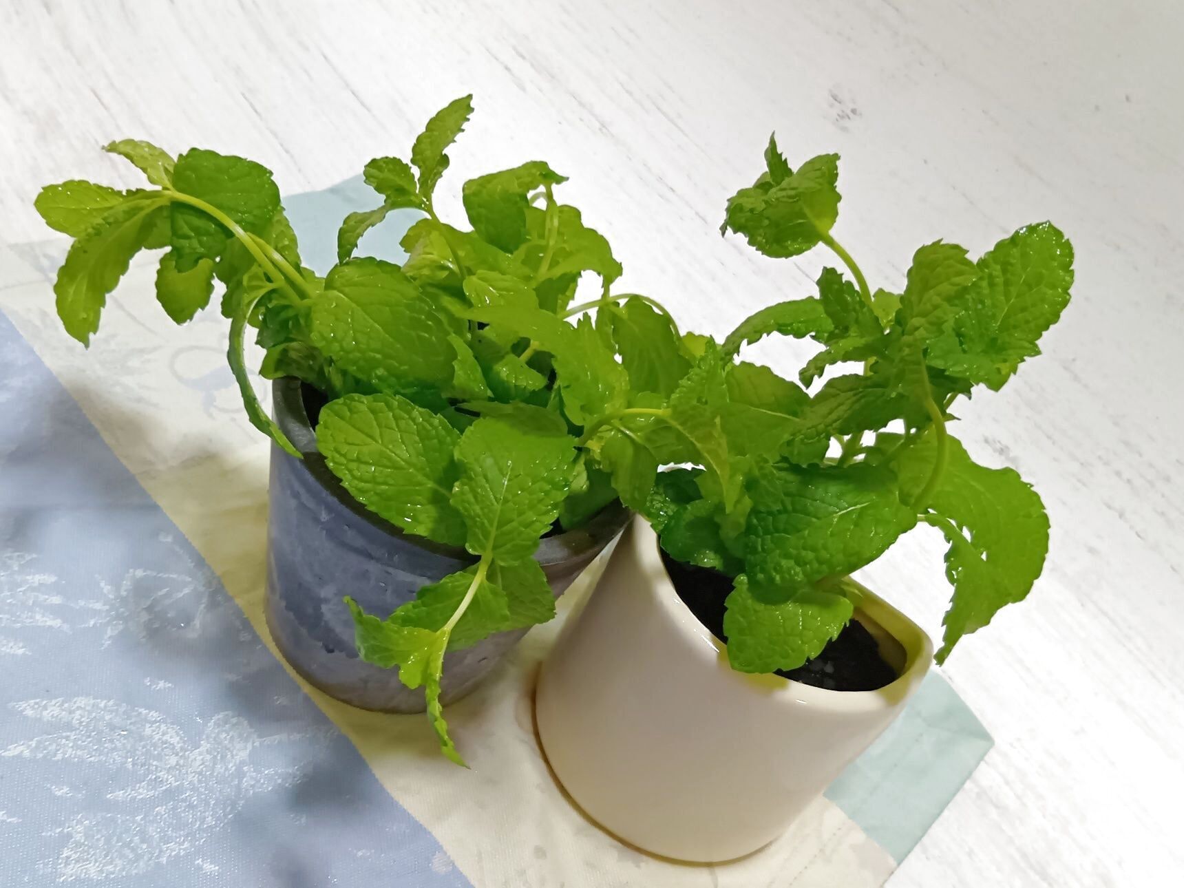 はい！水だけから、植ハイドロカルチャー入り鉢に入れ替えてみましたよっ～！