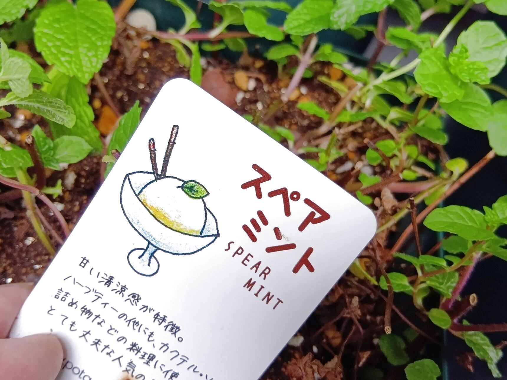 ベランダで小さく楽しんでいるハーブは、今のところ、スペアミントのみ（小さく楽しむ！）