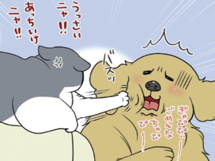 あーちゃん(犬)に厳しいまめちゃん(猫)。だけどあーちゃんには絶対にしないコト【おさんぽですし!#30】