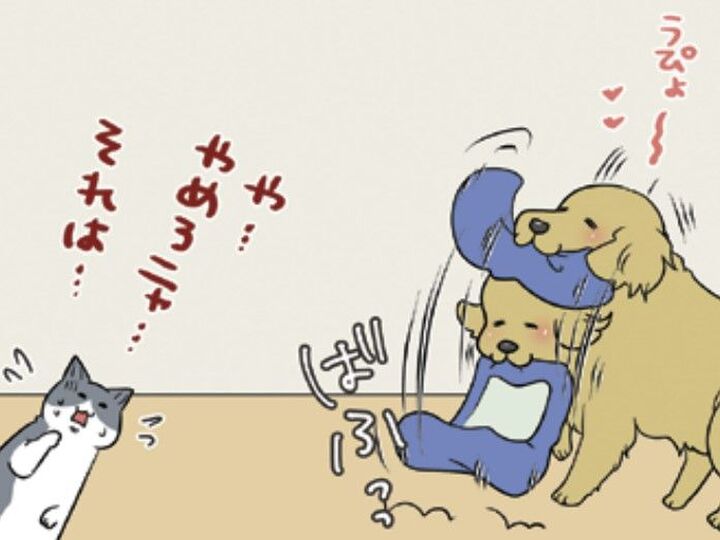 どんなに自分のベッドで遊ばれても…まめちゃんには絶対にゆずれない場所がある【おさんぽですし!#29】