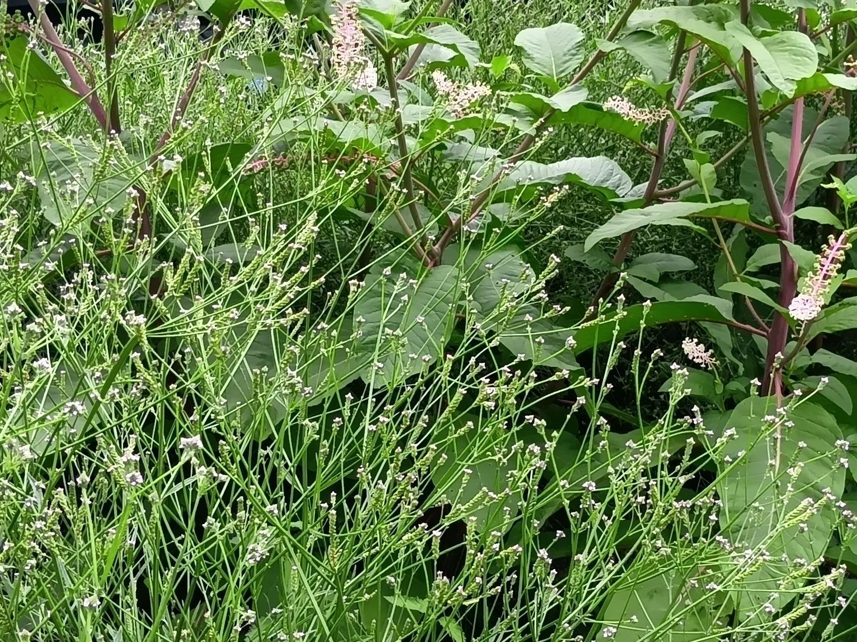 追加：群生している姿を別場所で５月末に見かけたので、こちらに残しておきますね。