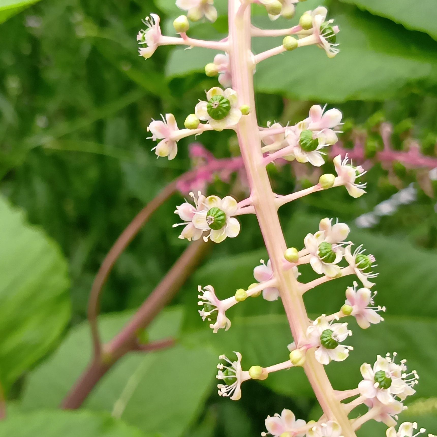 お花の中央を見て見て！黄緑色の実が小さくあるでしょ！