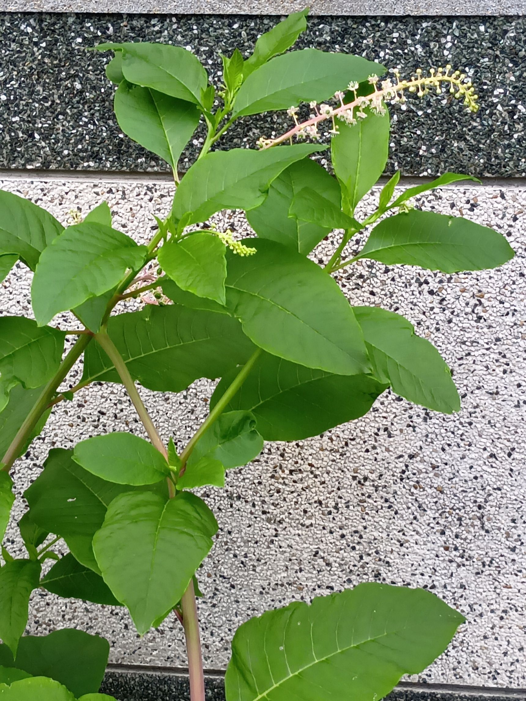 実はこの植物には、一部ではレアアースとの関わりについて研究や関心が寄せられているという話もあるようです。