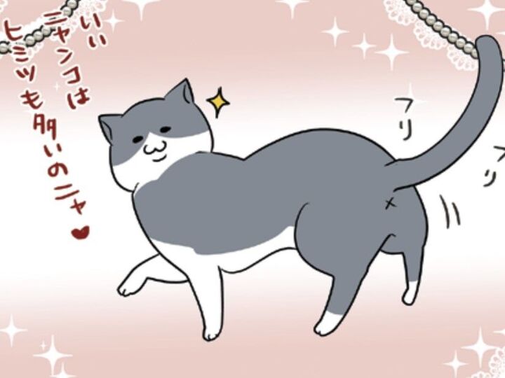 〈まめちゃんの一日〉猫であるがゆえ。飼い主にとってもミステリアスなその生活に密着!【おさんぽですし!#21】