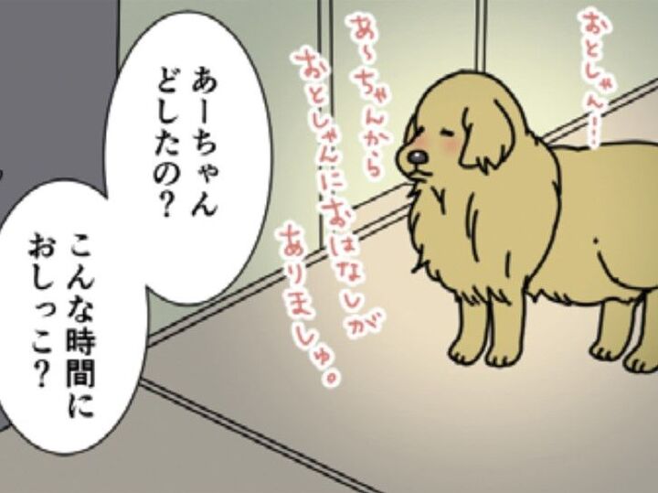 真夜中に何かを訴えるあーちゃん。そして始まる夫と愛犬のランデヴー【おさんぽですし!#6】