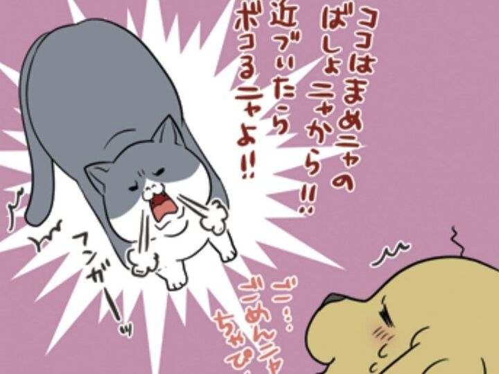 犬と猫のテリトリー争奪戦!?押し負けた愛犬の行動が可愛すぎる…!!【おさんぽですし!#27】