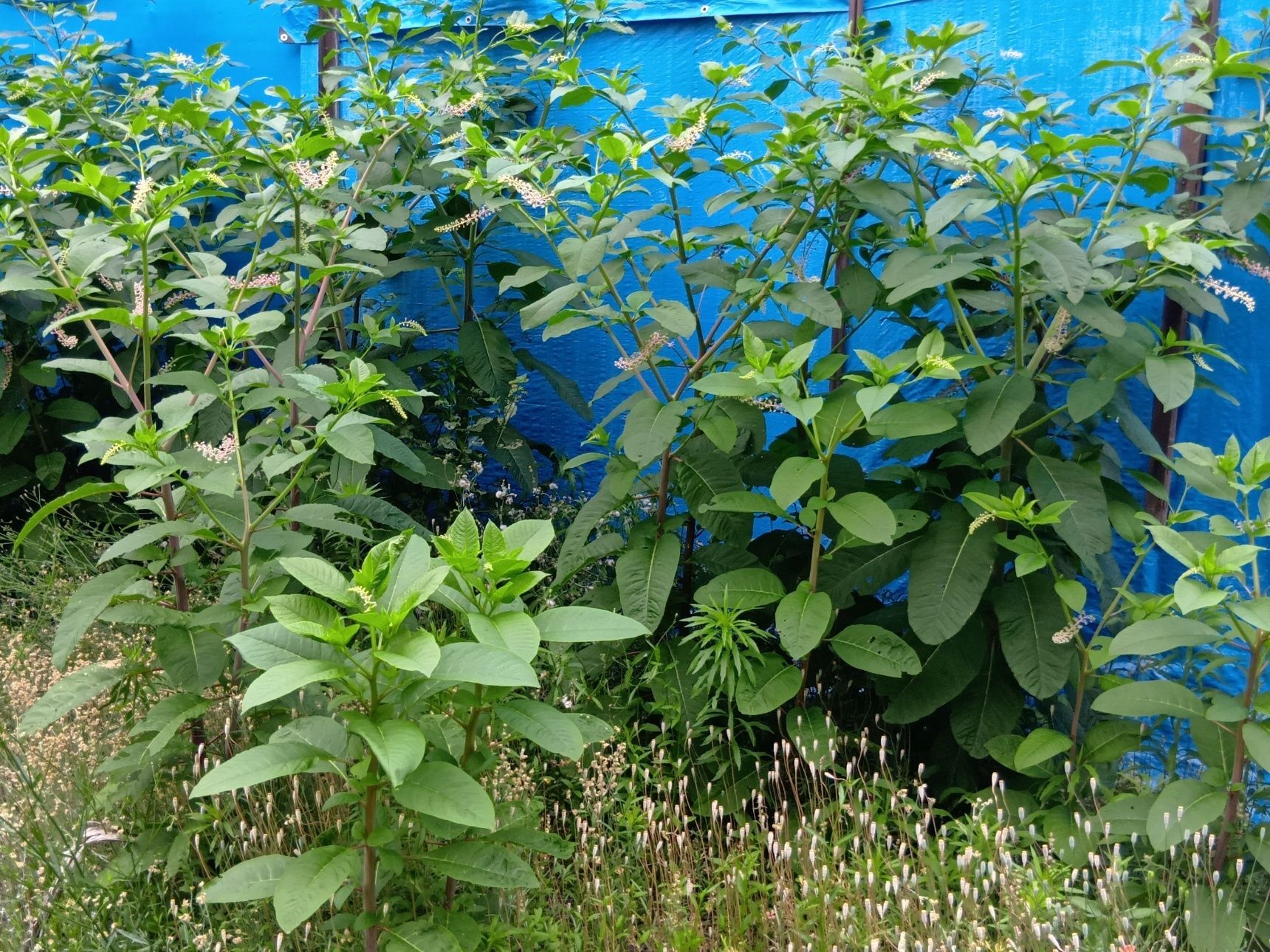 こちらの植物は「ヨウシュヤマゴボウ」。