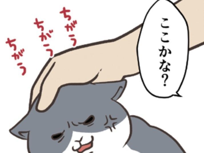 そこ触っていいんだ…！？我が家の愛猫のなでなでポイントが分かりにくい【おさんぽですし！#22】