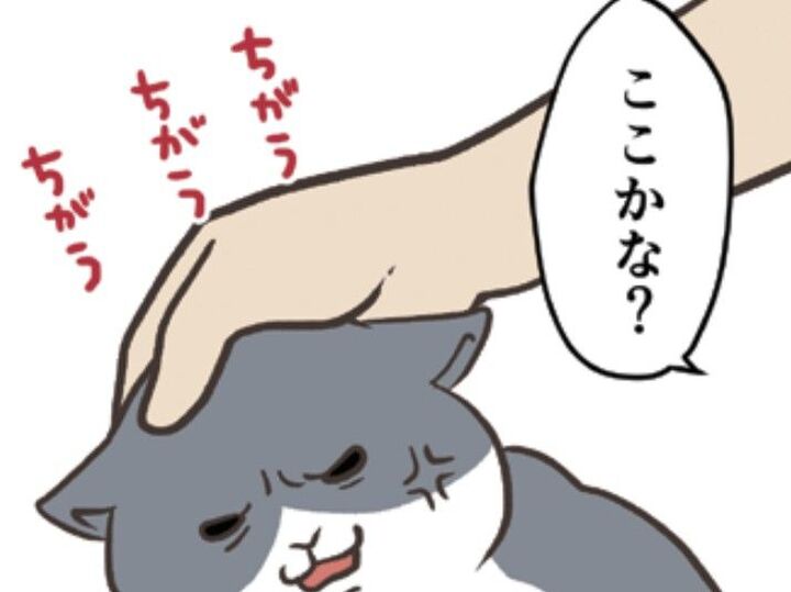そこ触っていいんだ…!?我が家の愛猫のなでなでポイントが分かりにくい【おさんぽですし!#22】