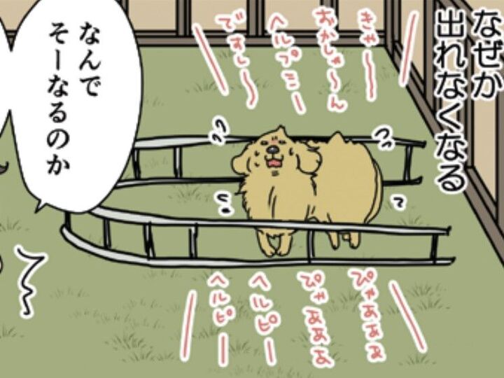 「どうやって入った」愛犬の運動音痴もここまでくると…。もはやあっぱれ!!【おさんぽですし!#12】