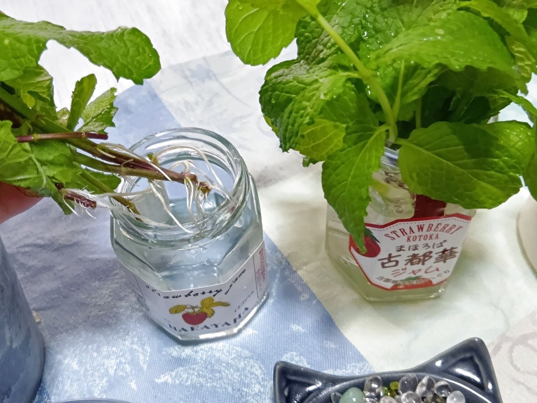 今回はその方法に加えて、「炭のハイドロカルチャー」を使った鉢で育ててみることにしました。どんな違いが出るのか、ちょっとした実験気分でのチャレンジです。