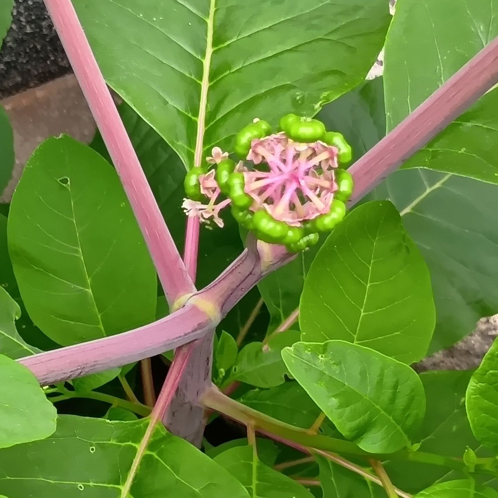 茎もね、赤っぽいよ！とにかく葉の数が多い！土すれすれまで、びっしり葉をつけて光合成するよ！