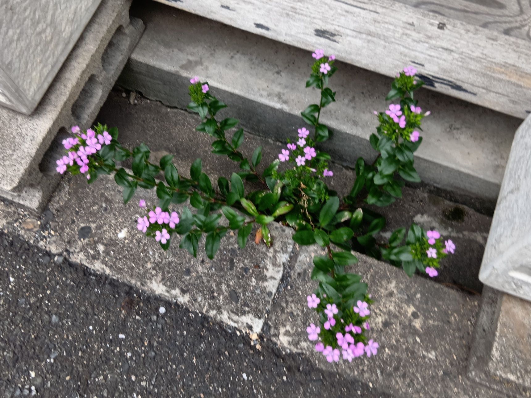 この植物は「ハマナデシコ（浜撫子）」。こんな場所から、こんにちわ～！