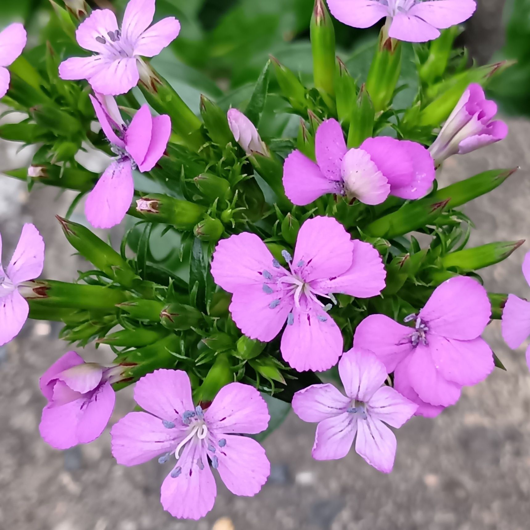 初夏から秋にかけて、細かく切れ込みのある花弁を持つピンク色の花を咲かせ、風にゆれる姿が美しい。