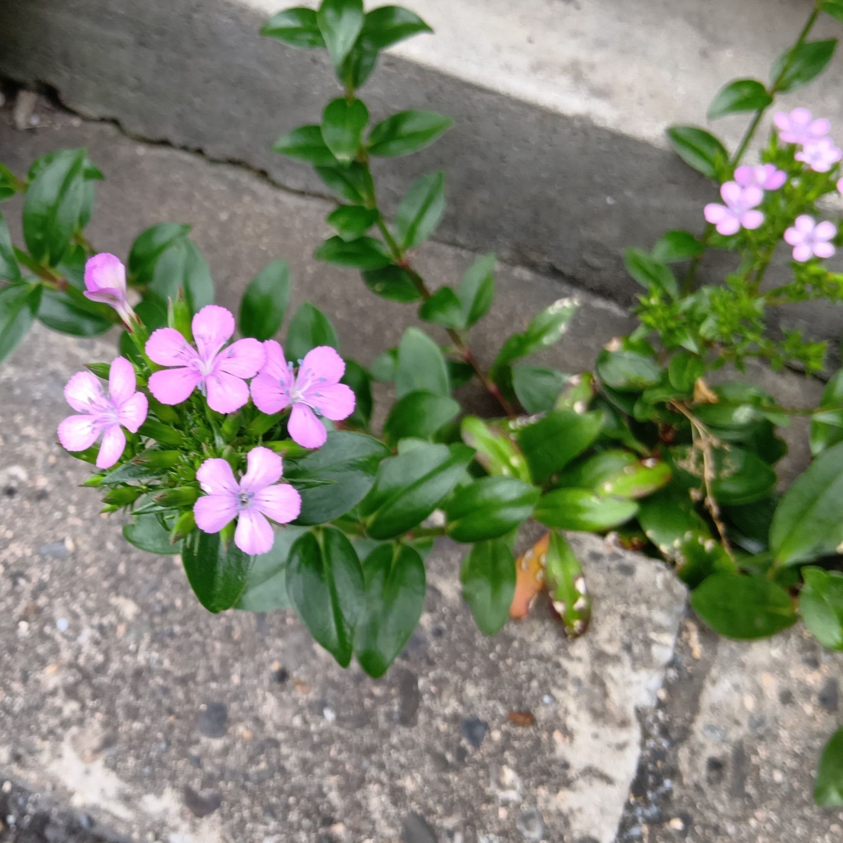 花束のようにまとまって咲く姿もとてもきれいです。