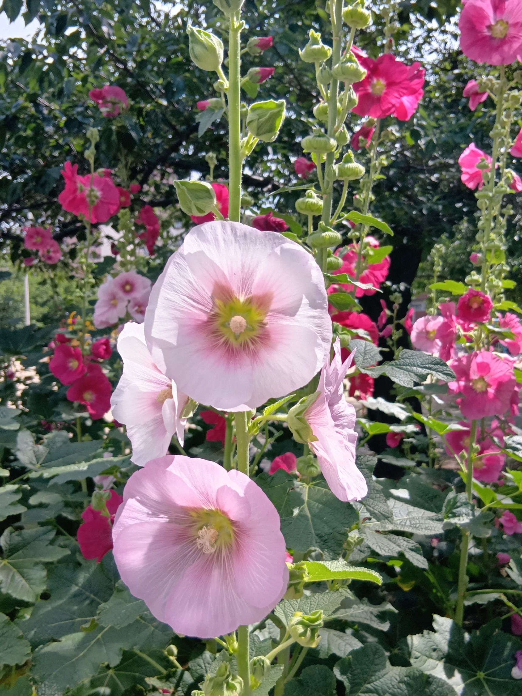 淡いピンク色のタチアオイは、桜のようなやさしい色合いで、これまたとても美しいですね。ふんわりとした雰囲気があり、見ているだけで心がやわらぎます。ピンク色のタチアオイの花言葉は「やさしさ」「母の愛」などがあり、あたたかい気持ちにさせてくれます。