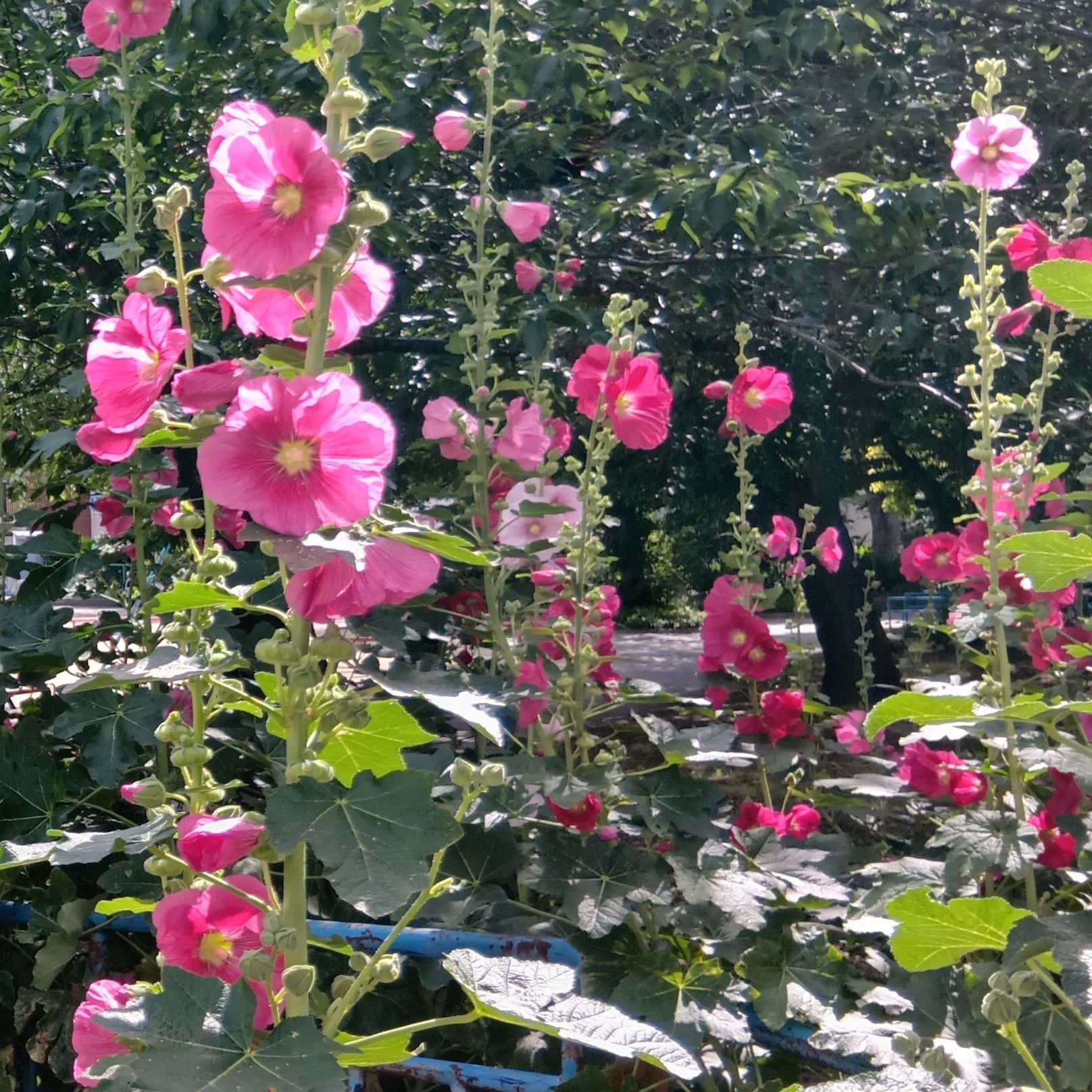 お家で育てるのもいいけど、公園でずらっと並んでのびのび咲いている姿はやっぱり気持ちいいですね。見ているだけで元気になります。