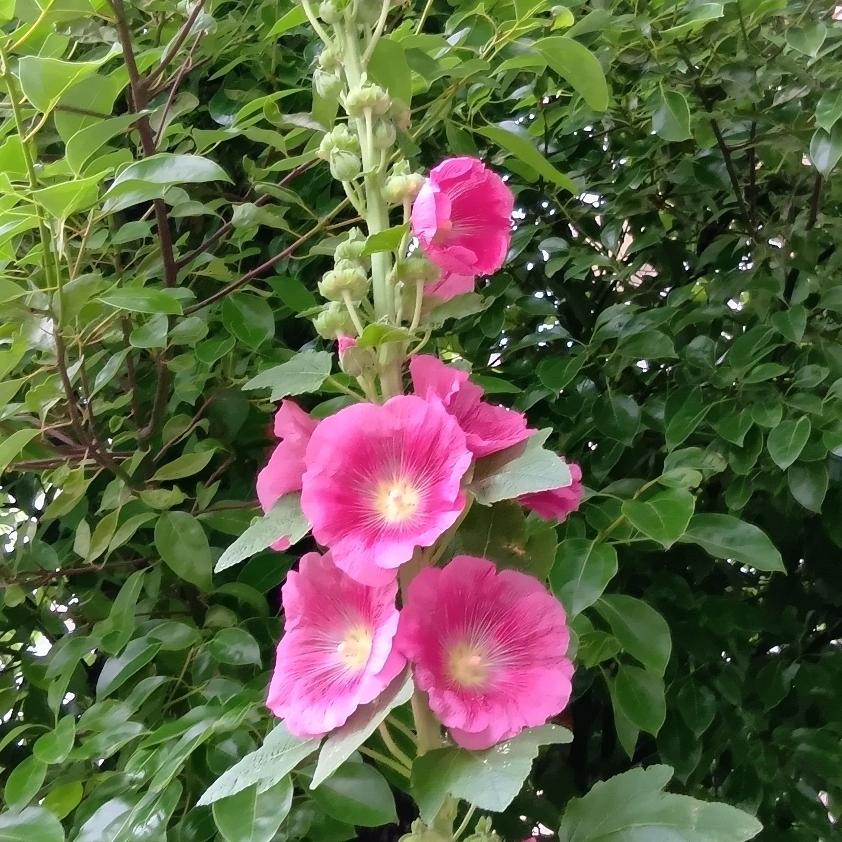 この植物はタチアオイ（立葵）です。