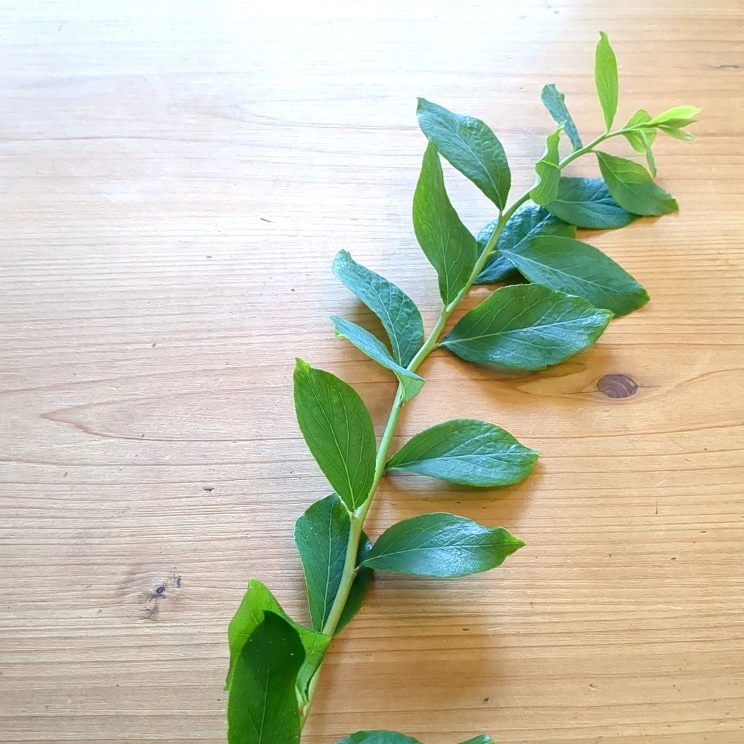 ブルーベリーの新芽です