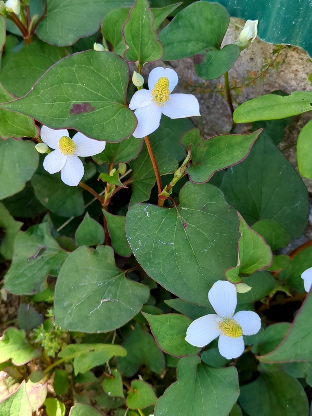 これがドクダミの花です！