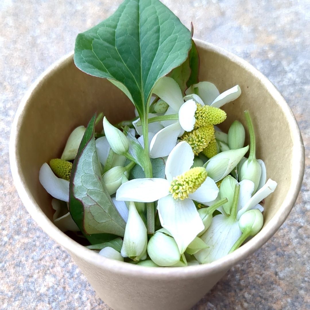 花と蕾を採取します