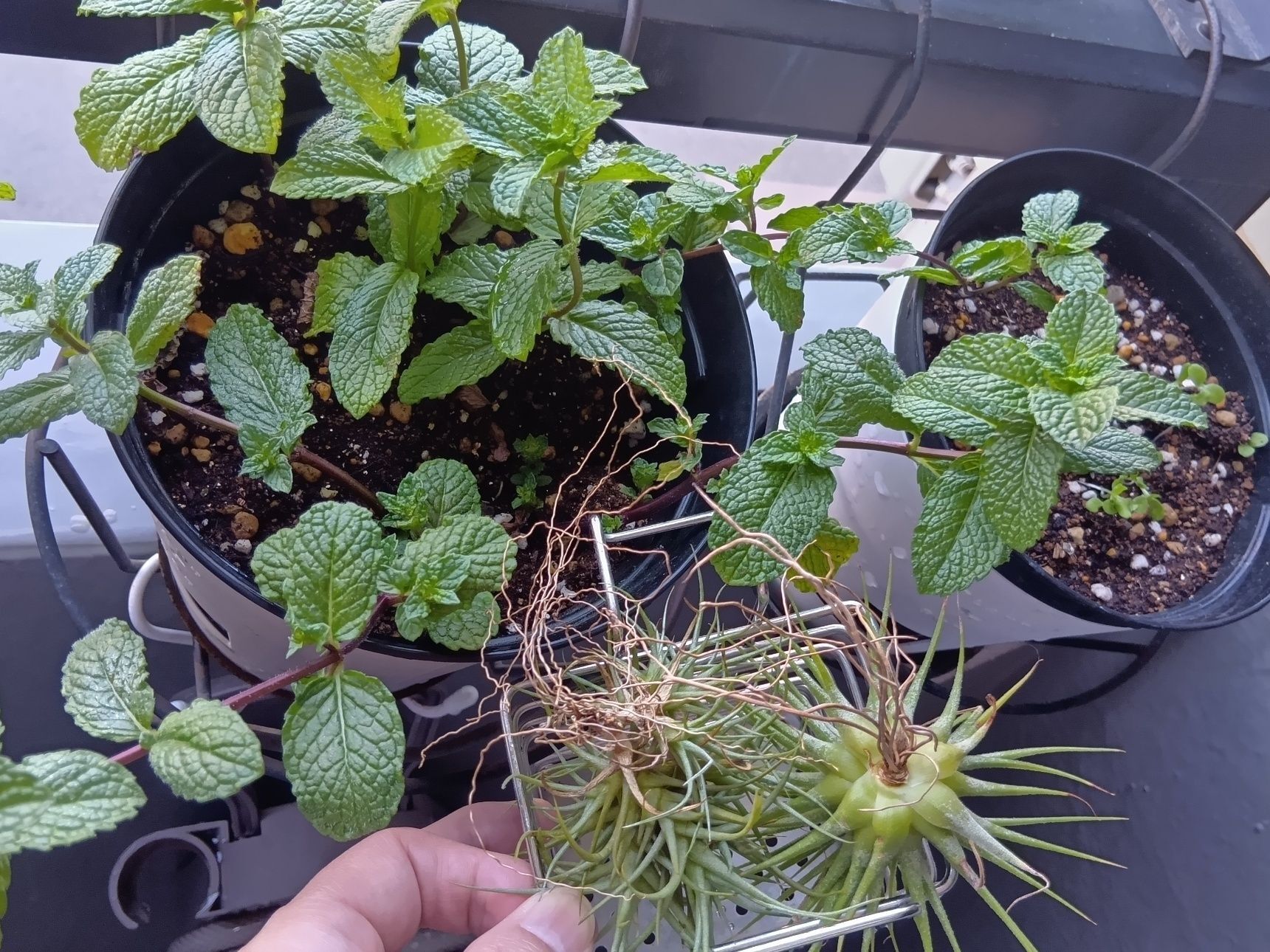 答えは、本物です。