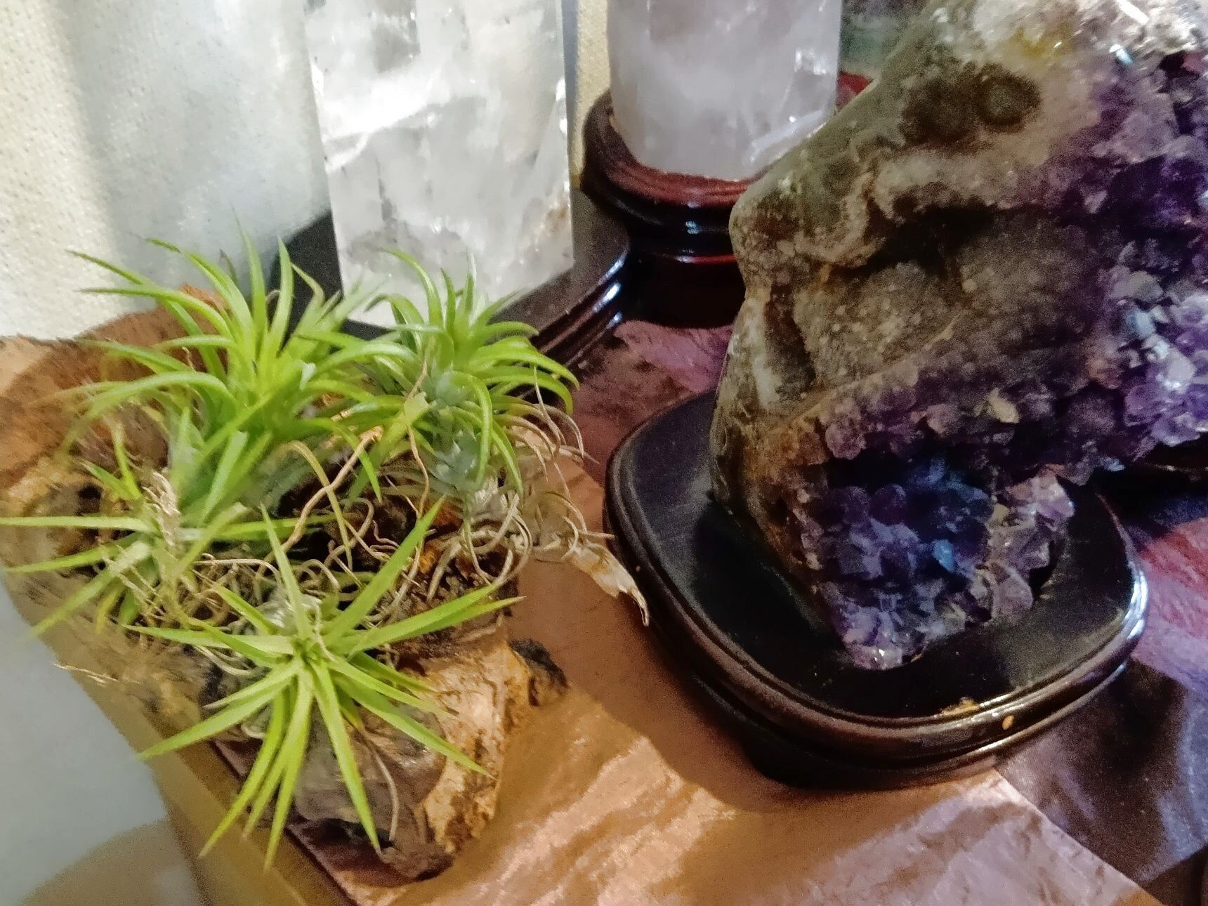 まず、エアープランツについて簡単に説明させていただきますね。  エアープランツは、土を使わずに育てられる不思議な植物です。葉から空気中の水分を取り込む性質があり、おしゃれなインテリアグリーンとして人気があります。鉢がなくても飾れるので、気軽に植物のある暮らしを楽しめるのも魅力ですよ。
