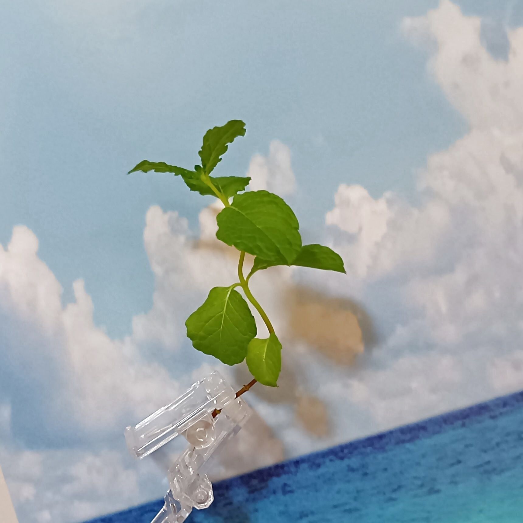 私は植物観察も好きなのですが、撮影時に指が写り込むことも。このアイテムは、植物観察の撮影にも便利そうだなと思いました