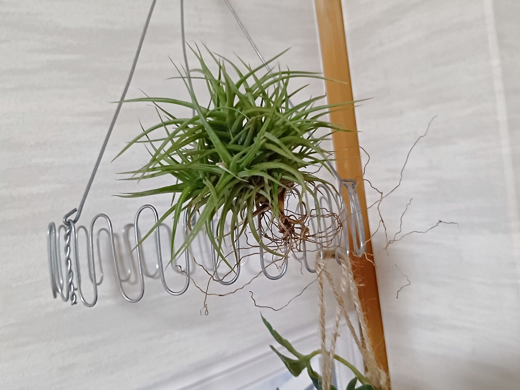お気に入りの居場所を見つけてあげるのも、推し活のような楽しさがあります！