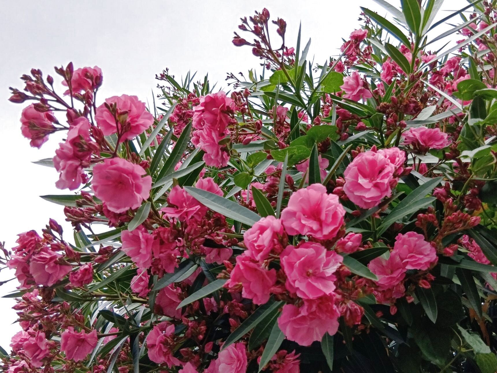 しかし、夾竹桃は花・葉・枝・樹皮・根のすべてに毒性を持つ植物として知られています