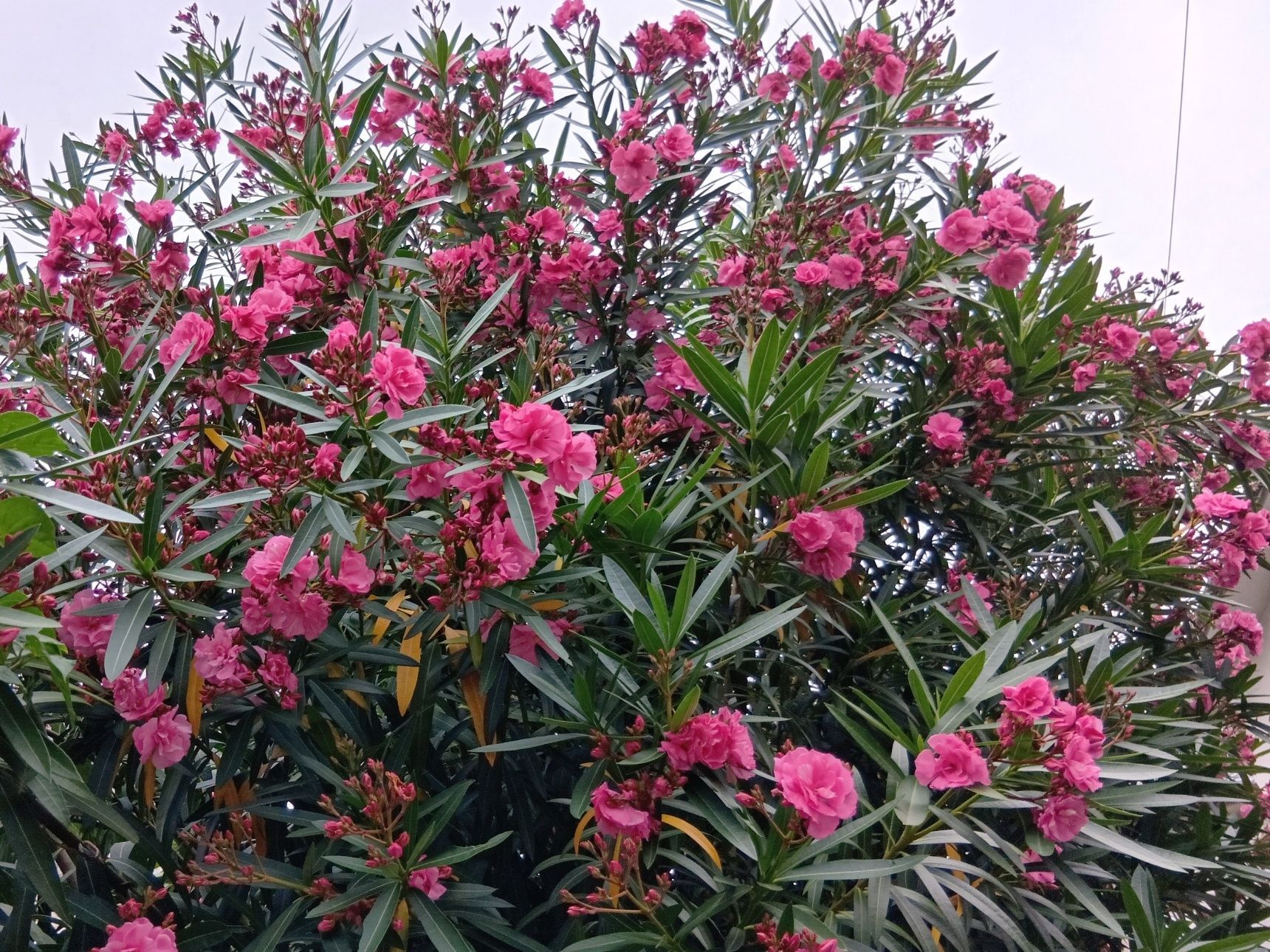 この植物は「夾竹桃（キョウチクトウ）」です