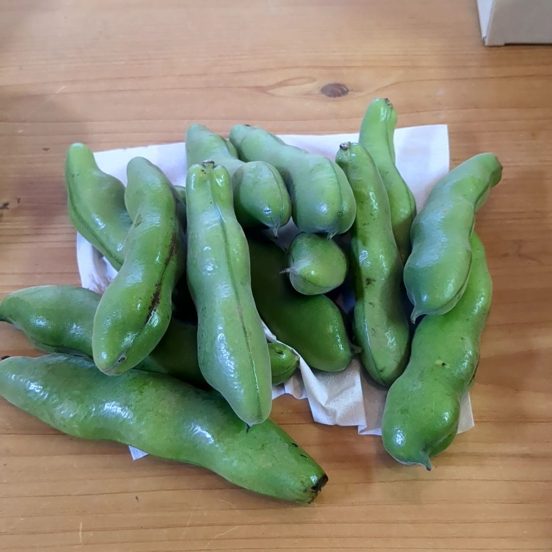 こちらが購入したそら豆！
